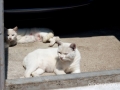 Rural - Tasaraño, Dor y Allo