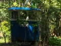 Bosque de Taboído