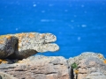 CHA_3680
