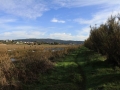 Estuario do Río Anllóns