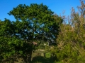 Estuario do Río Anllóns
