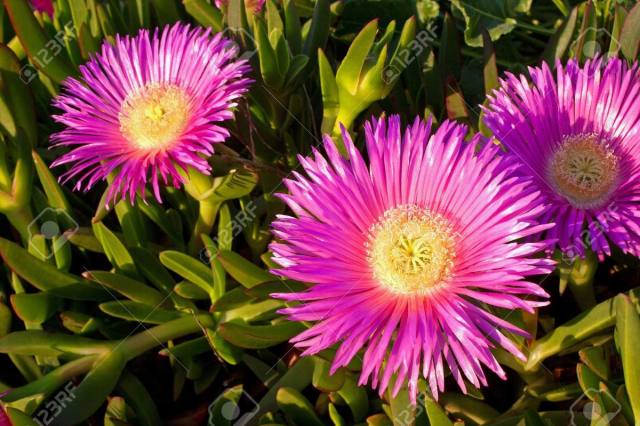 carpobrotus edulis