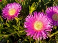 carpobrotus edulis