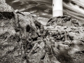Faro Roncudo