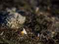 Monte Branco