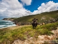 Vacas-en-Arnela-