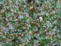 Playa de los Cristales