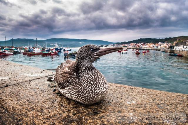 Albatro-fotoxenico-en-Laxe