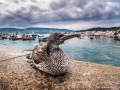 Albatro-fotoxenico-en-Laxe