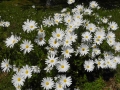 Thorsten & Claus 093
