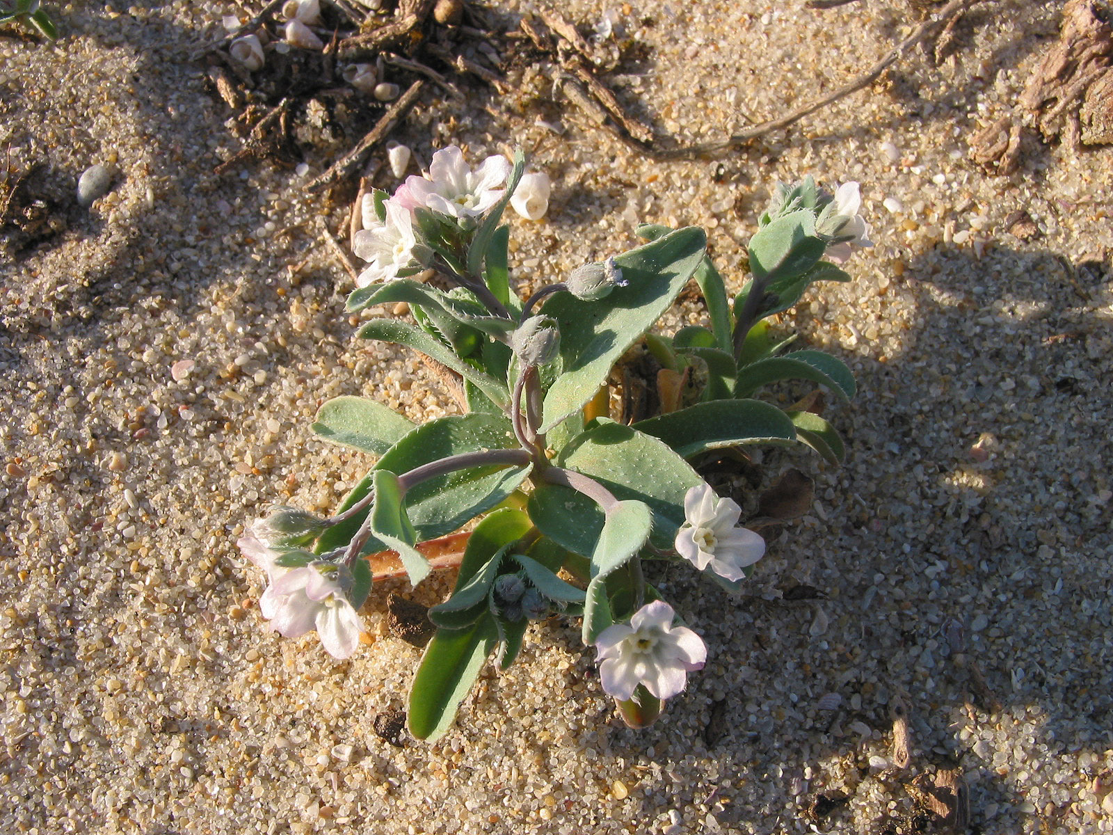 OMPHALODES LITORALIS 1