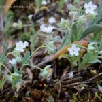 Omphalodes littoralis subsp. gallaecica