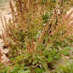 Rumex rupestris