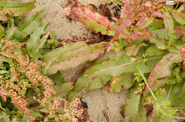 RUMEX RUPESTRIS 2
