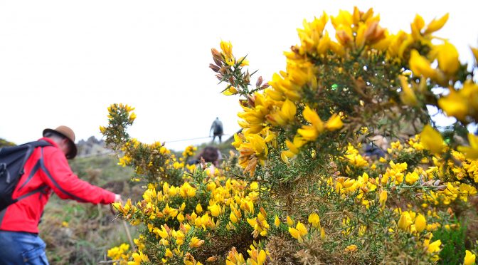 Flora de O Camiño dos Faros