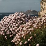 Armeria pubigera subsp. pubigera (herba de namorar)