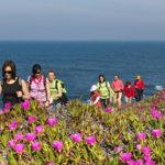 Carpobrotus edulis (uña de gato)