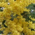 Acacia dealbata (mimosa)