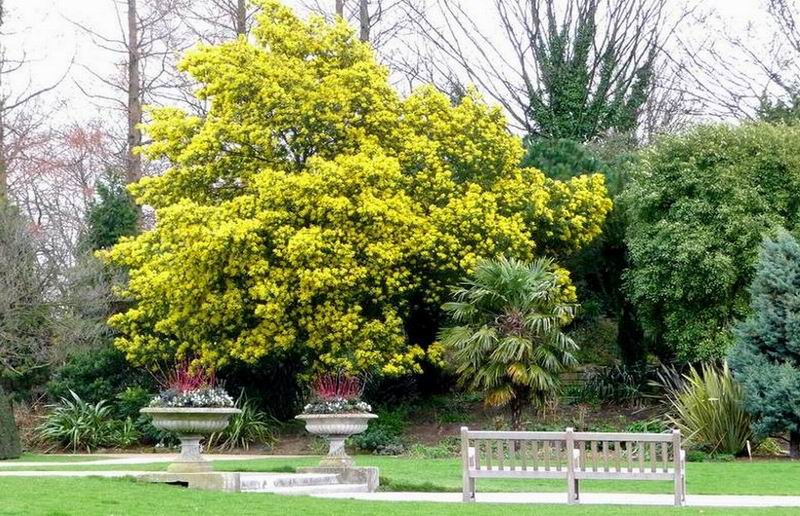 Acacia dealbata dealbata 2