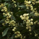 Acacia melanoxylon (acacia negra)