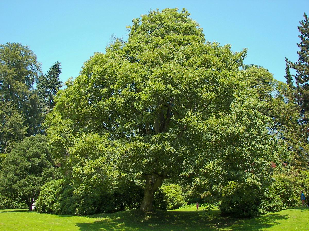 Acer_pseudoplatanus 2