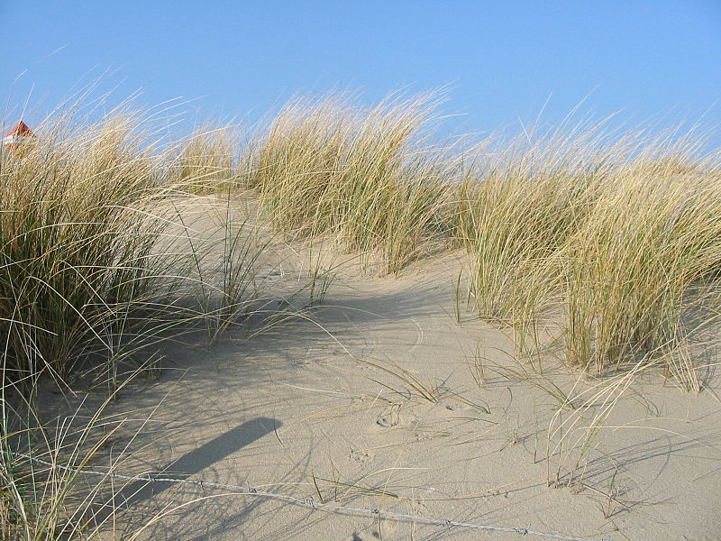 Ammophila