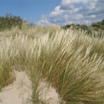 Ammophila arenaria (barrón)