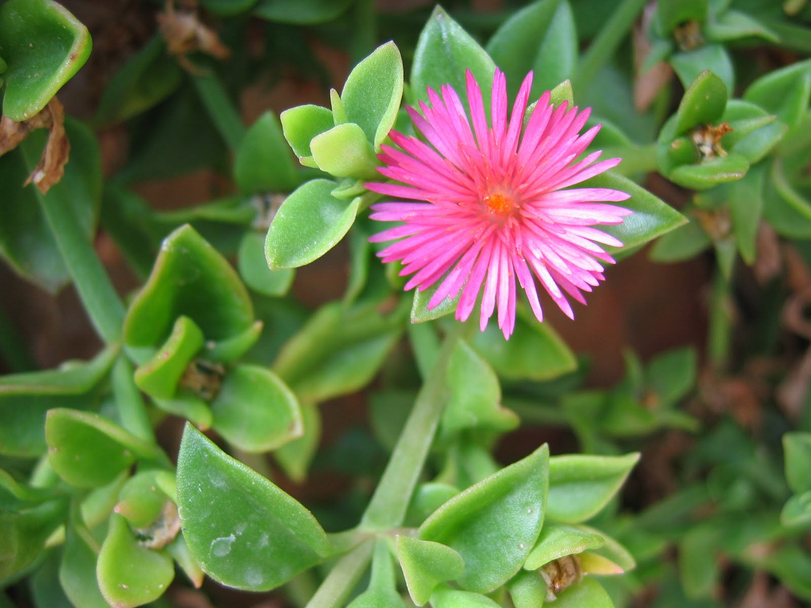 Aptenia cordifolia-C