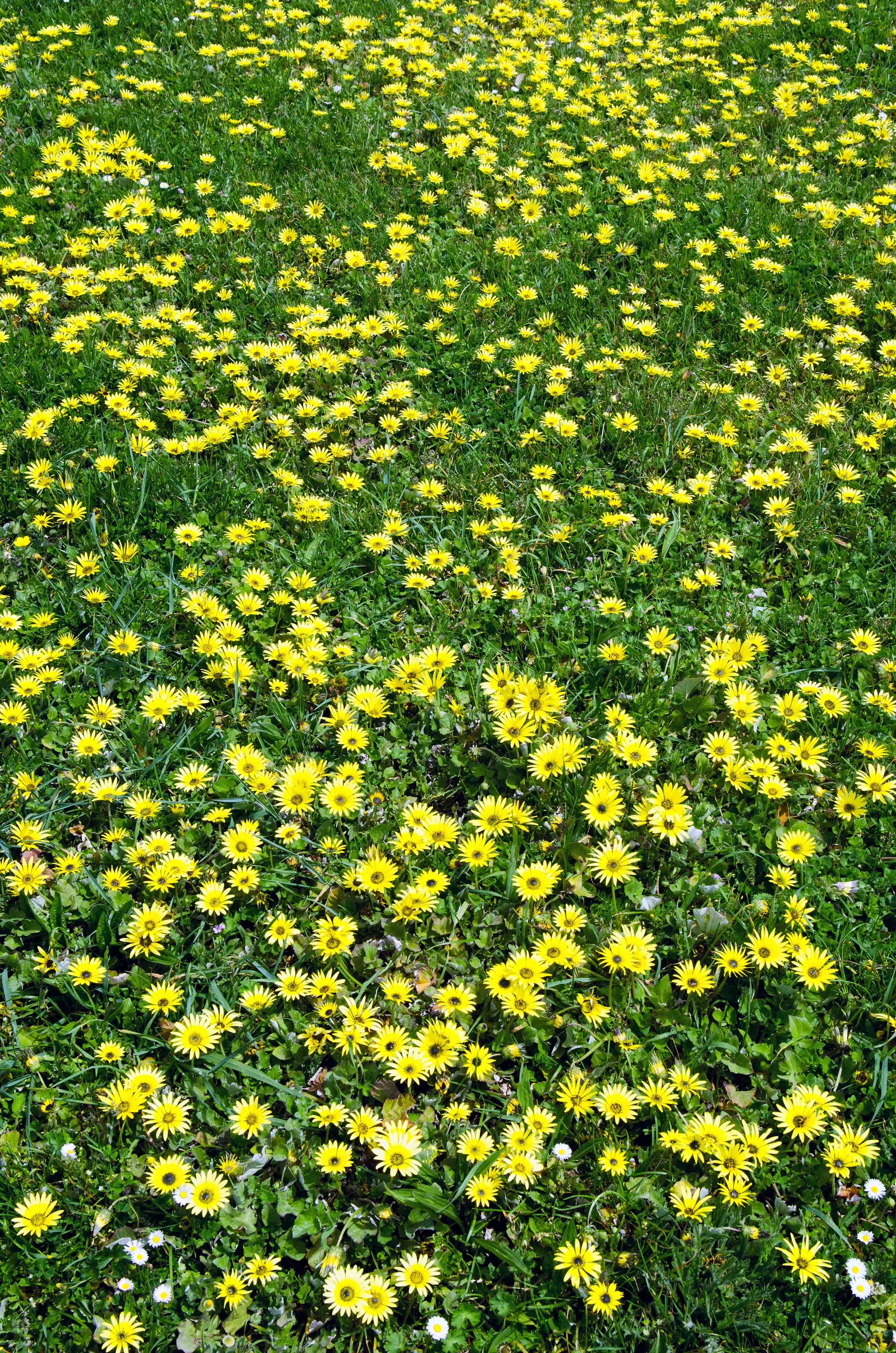 Arctotheca_calendula_1
