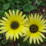 Arctotheca Caléndula (margarita africana)