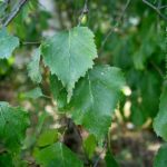 Betula pendula (bidueiro, abedul)