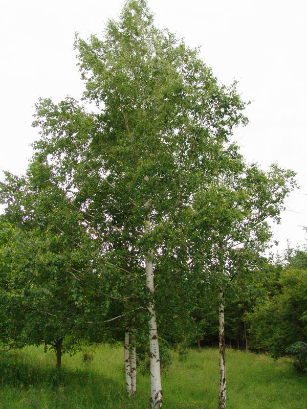 Betula pendula 2
