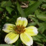 Bidens Aurea (té de horta)