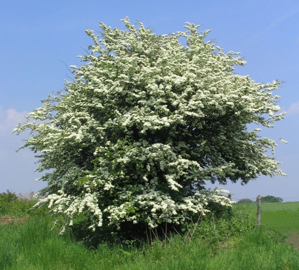 CRATAEGUS-MONOGYNA 1