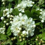 Crataegus monogyna (espiñeiro albar)