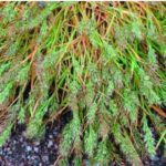 Chaetopogon fasciculatus subsp. Postratu