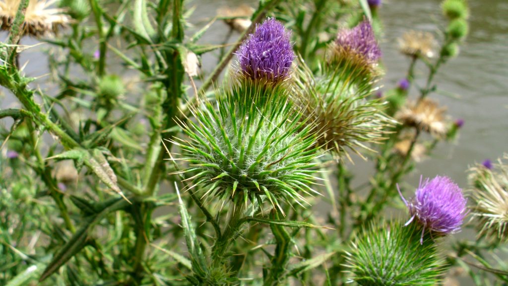 Cirsium vulgare