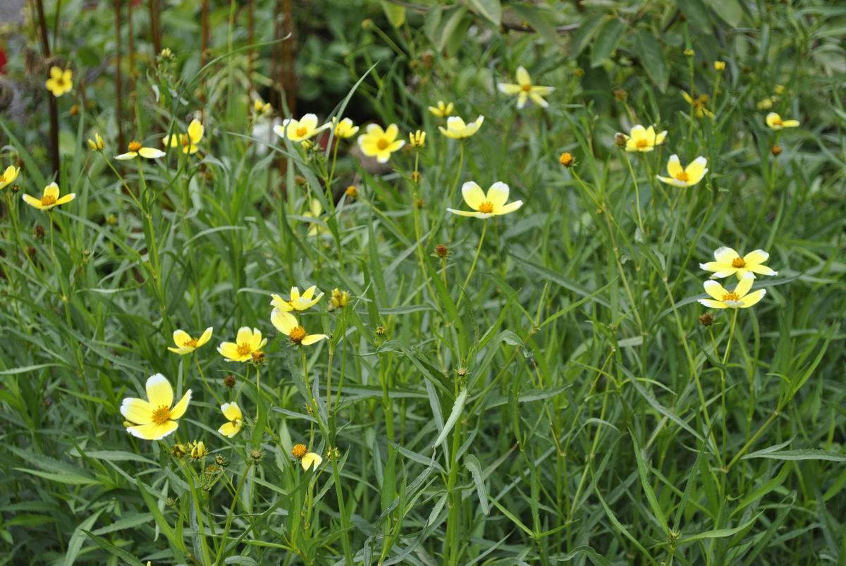 Copy of bidens aurea