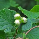 Corylus avellana (abeleira, avellano)