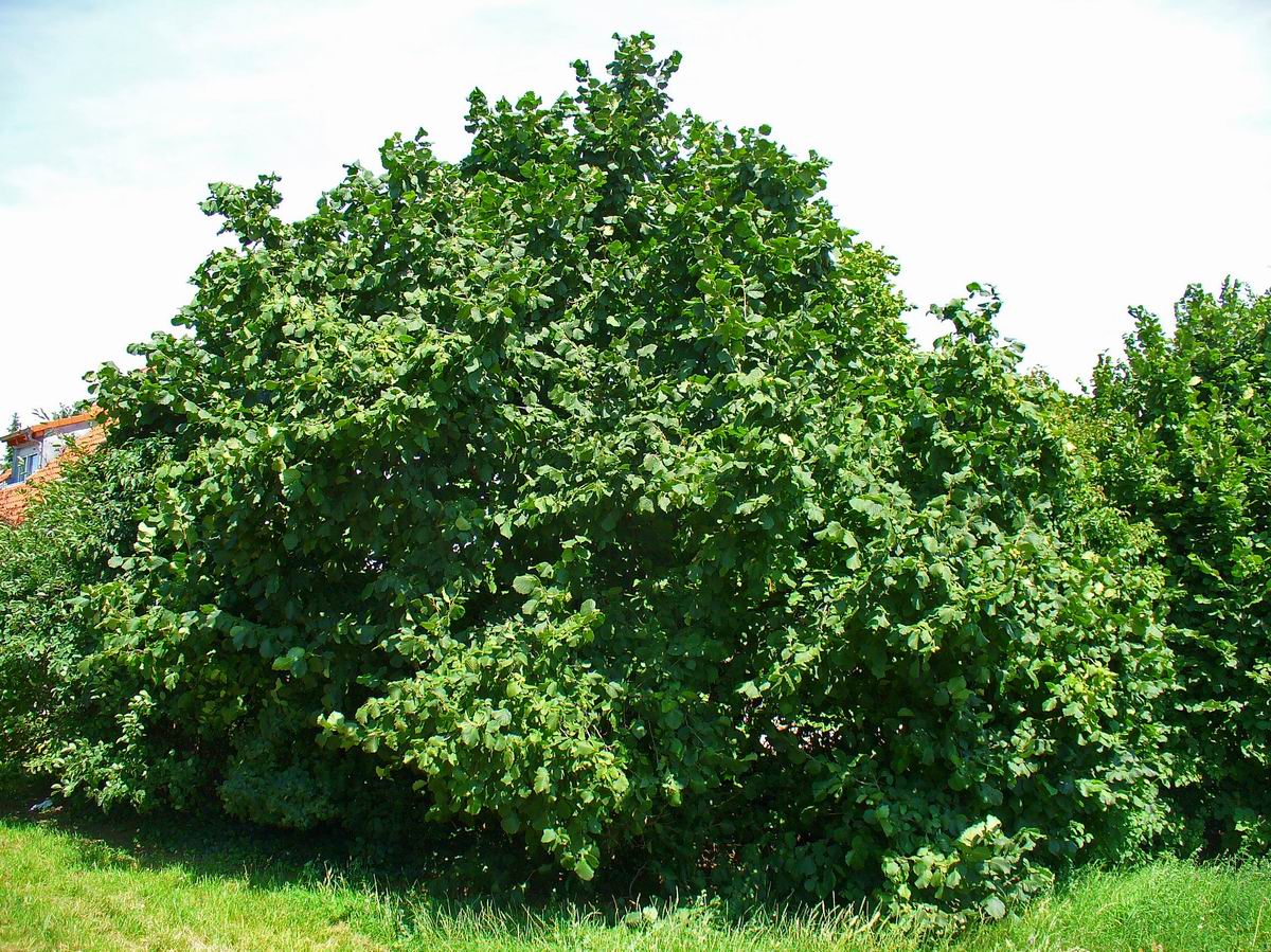Corylus avellana 2