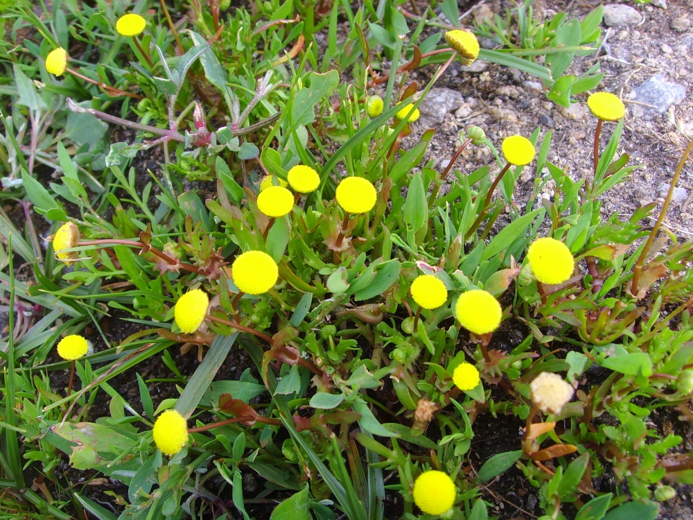 Cotula_coronopifolia_Brière