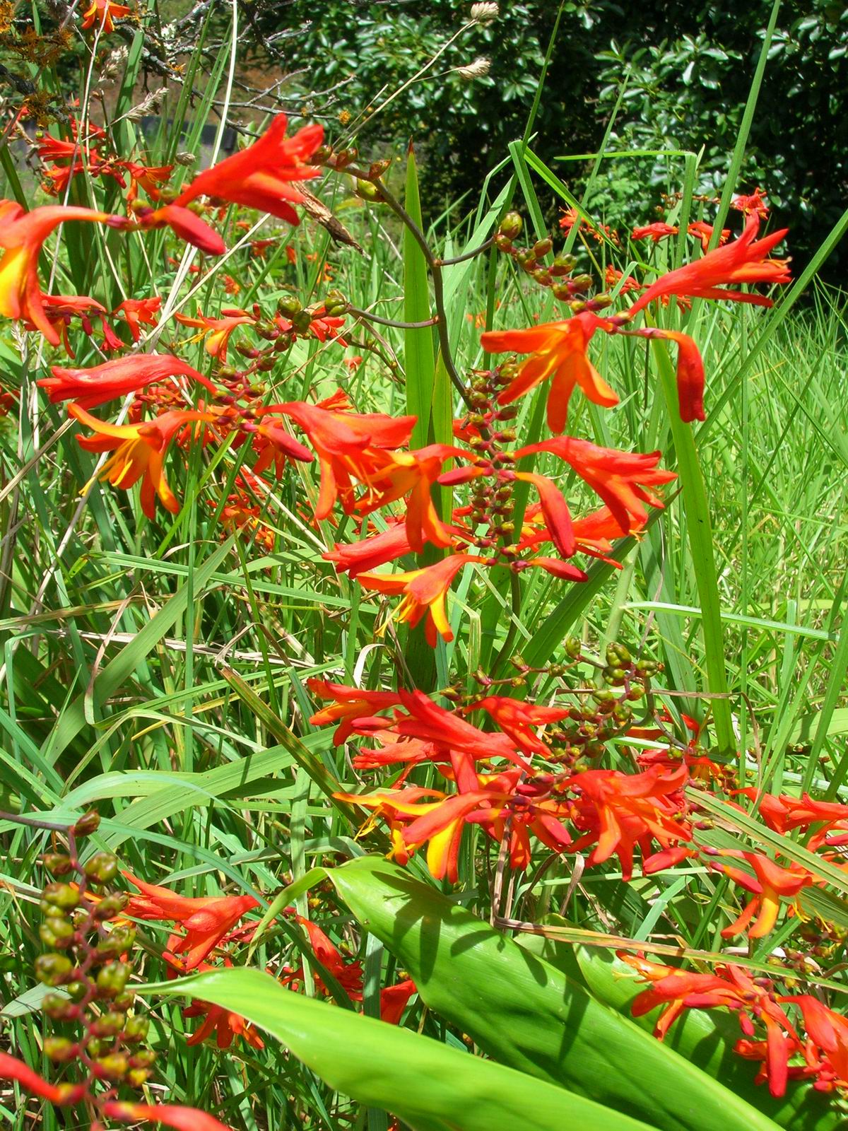 Crocosmia_x_crocosmiiflora 1