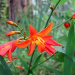 Crocosmia x crocosmiiflora