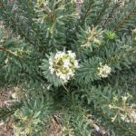 Daphne gnidium (torvisco)