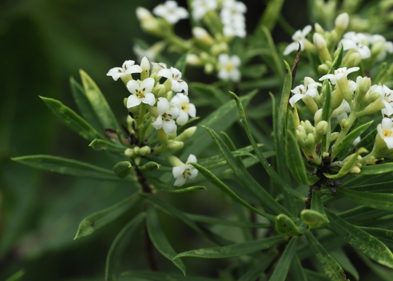 Daphne gnidium