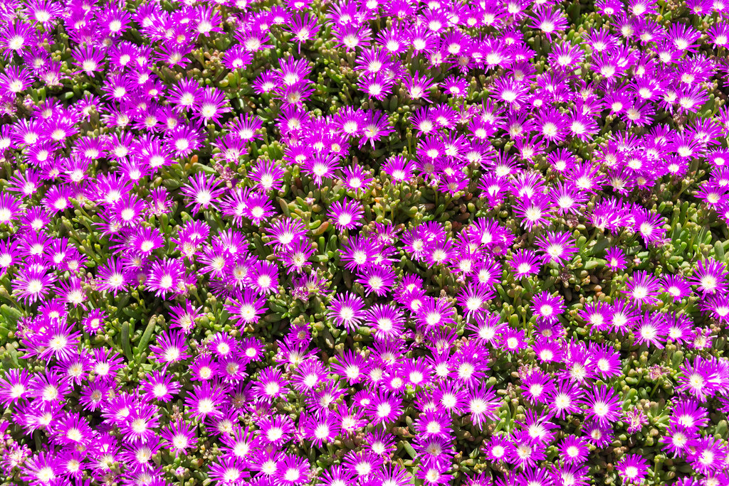 Disphyma crassifolium 2