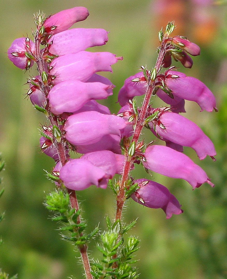 Erica Ciliaris 1