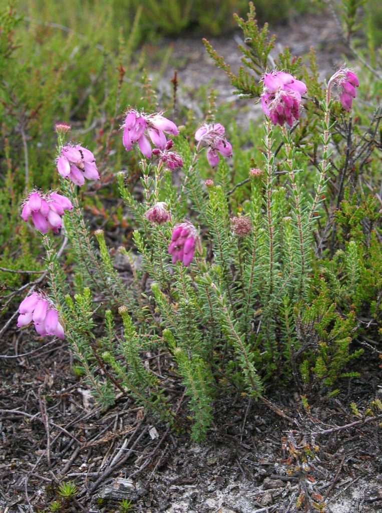 Erica Tetralix 1