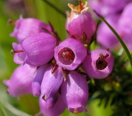 Erica cinerea 1