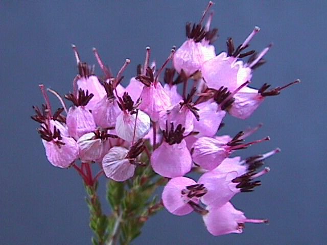 Erica umbellata